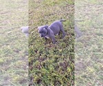 Small Photo #4 American Bully Puppy For Sale in TEXARKANA, TX, USA