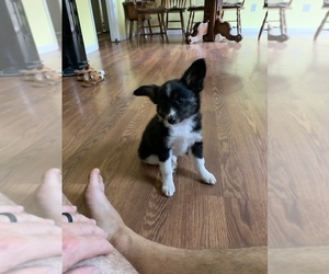 Border Collie-Papillon Mix Puppy for sale in CULPEPER, VA, USA