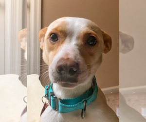 - Mix Dogs for adoption in Arlington, VA, USA