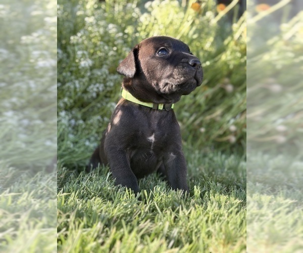 Medium Photo #2 Cane Corso-Doberman Pinscher Mix Puppy For Sale in MODESTO, CA, USA