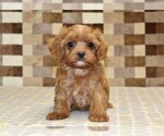Small #2 Cavapoo (Miniature)