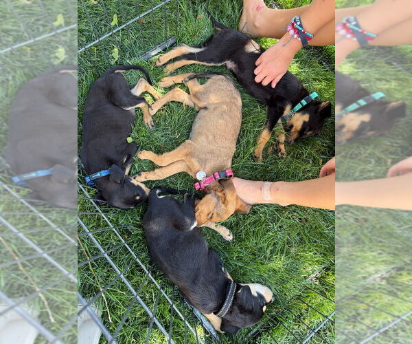 Medium Photo #3 Australian Kelpie-Dachshund Mix Puppy For Sale in Salt Lake City, UT, USA