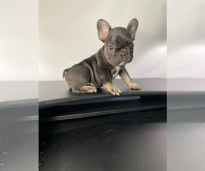 French Bulldog Puppy for sale in ATLANTA, GA, USA