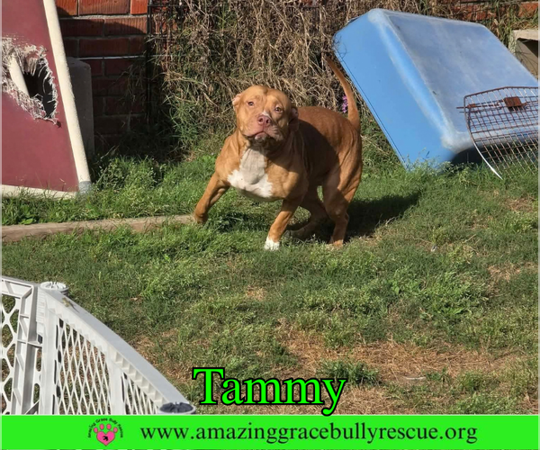 Medium Photo #2 American Bulldog-Unknown Mix Puppy For Sale in Milton, FL, USA