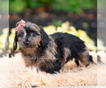 Small Photo #11 Yorkipoo Puppy For Sale in WARSAW, IN, USA