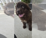 Small #1 Newfoundland