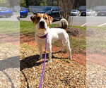 Small #1 Mutt