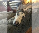 Small Siberian Husky Mix