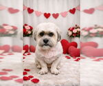 Small #2 Lhasa Apso
