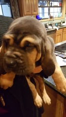 Bloodhound Puppy for sale in ROYAL, AR, USA