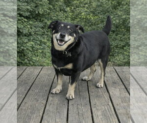 Dachshund-Unknown Mix Dogs for adoption in Cary, NC, USA