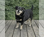 Small Dachshund Mix