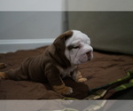 Small Photo #1 Bulldog Puppy For Sale in SIMPSONVILLE, SC, USA