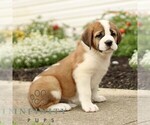 Small #2 Saint Bernard
