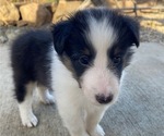 Puppy Puppy 2 Shetland Sheepdog