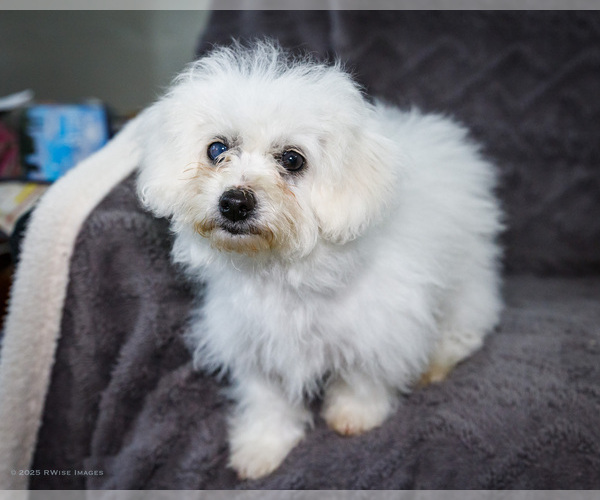 Medium Photo #7 Bichon Frise Puppy For Sale in WAKARUSA, IN, USA