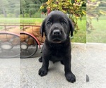 Small #3 Labrador Retriever