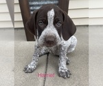 Small German Shorthaired Pointer-German Wirehaired Pointer Mix