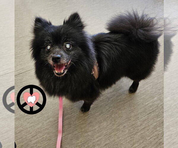 Medium Photo #3 Pomeranian Puppy For Sale in Lebanon, PA, USA