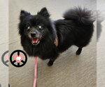 Small #2 Pomeranian