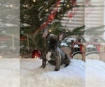 Small Photo #12 French Bulldog Puppy For Sale in FAYETTEVILLE, GA, USA