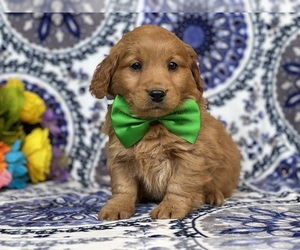 Goldendoodle (Miniature) Puppy for sale in LANCASTER, PA, USA