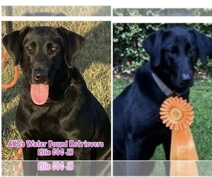 Mother of the Labrador Retriever puppies born on 11/24/2022