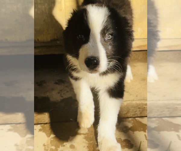 Medium Photo #1 Border Collie Puppy For Sale in OTTUMWA, IA, USA