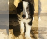Image preview for Ad Listing. Nickname: Cookie
