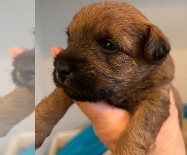 Medium Photo #53 Poocan Puppy For Sale in FAIR OAKS, CA, USA