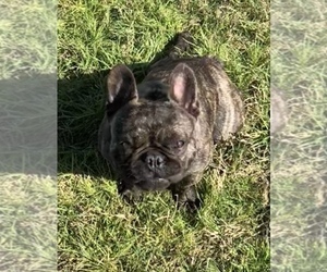 Mother of the French Bulldog puppies born on 11/11/2019