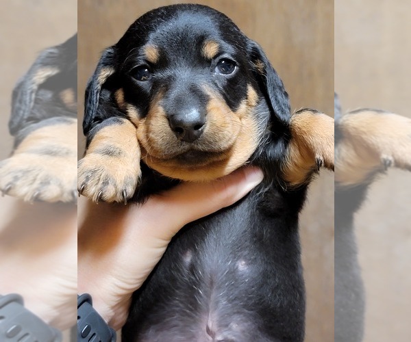 Medium Photo #1 Dachshund Puppy For Sale in HATTIESBURG, MS, USA