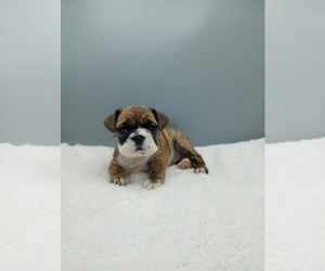 Beabull-English Bulldog Mix Puppy for sale in STRASBURG, OH, USA