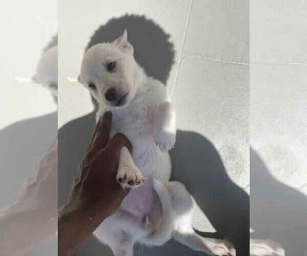 Medium Photo #1 German Shepherd Dog-Siberian Husky Mix Puppy For Sale in AUSTIN, TX, USA