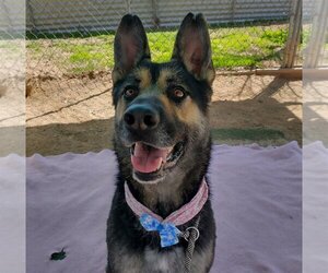 Sarge - - Male Australian Kelpie-German Shepherd Dog Mix Dog for Adoption - Photo #2