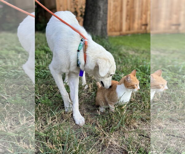 Medium Photo #7 Great Pyrenees Puppy For Sale in Spring, TX, USA