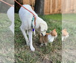 Small #6 Great Pyrenees