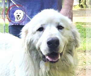Medium Great Pyrenees