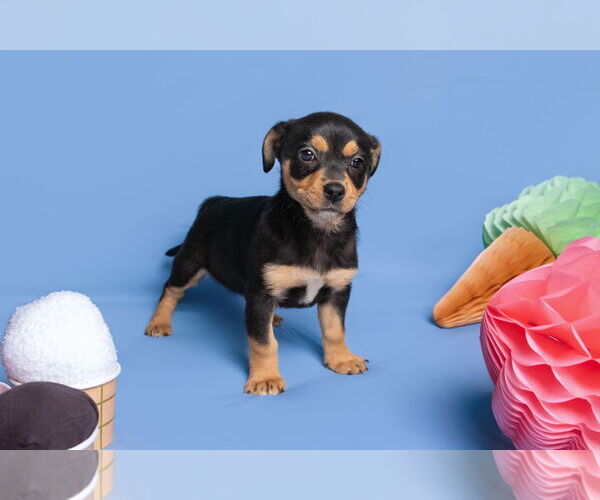 Medium Photo #8 Chihuahua-Unknown Mix Puppy For Sale in McKinney, TX, USA