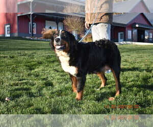 Mother of the Bernese Mountain Dog puppies born on 02/03/2022
