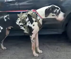 Great Dane Dogs for adoption in Palm Beach, FL, USA