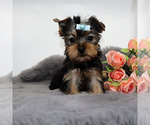 Small #3 Yorkshire Terrier