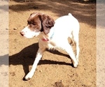 Small Photo #1 English Springer Spaniel Puppy For Sale in VANCOUVER, WA, USA