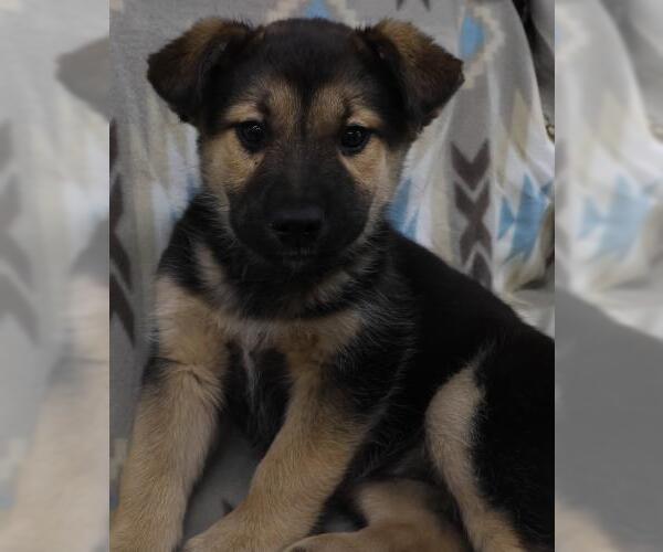 Medium Photo #1 Mutt Puppy For Sale in Thief River Falls, MN, USA