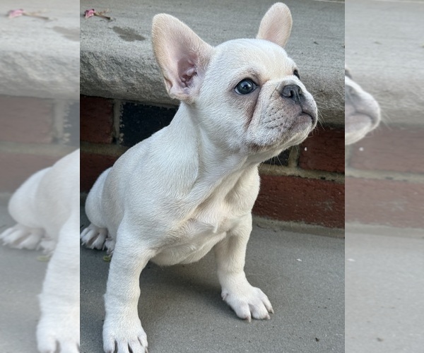 Medium Photo #2 French Bulldog Puppy For Sale in SUMMIT, NJ, USA