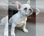 Small #1 French Bulldog