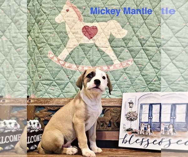 Medium Photo #3 Catahoula Leopard Dog-Unknown Mix Puppy For Sale in Rockaway, NJ, USA