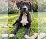 Small #1 Labrador Retriever Mix