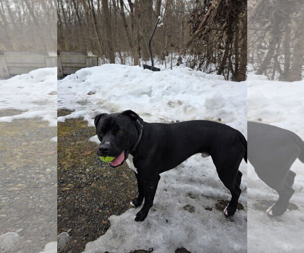Medium Photo #2 Bulldog-Labrador Retriever Mix Puppy For Sale in Tarrytown, GA, USA