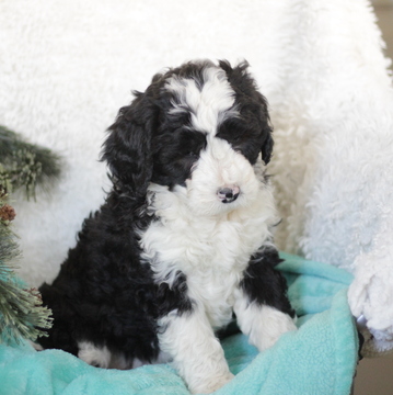Medium Photo #1 Bernedoodle Puppy For Sale in GAP, PA, USA